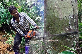logging logger timber wood kayu balak forest hutan