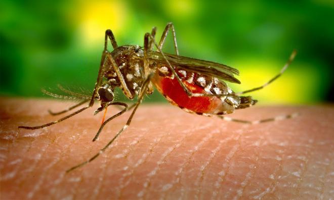Perak rekod 30 kes demam Chikungunya