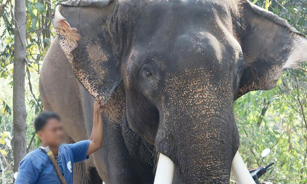 The cruel captive elephant industry
