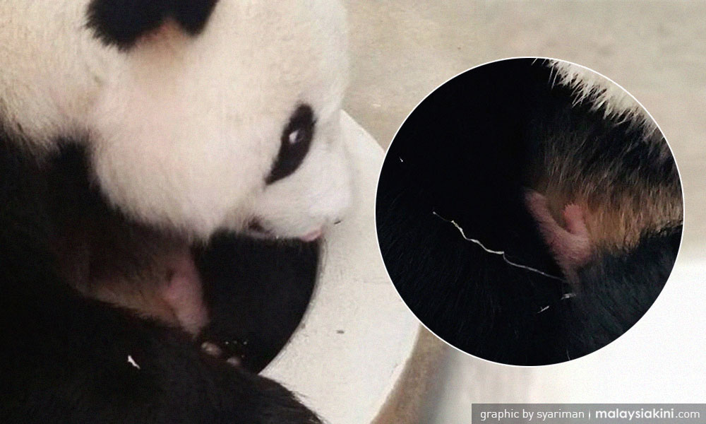 Panda Liang Liang gives birth to second cub