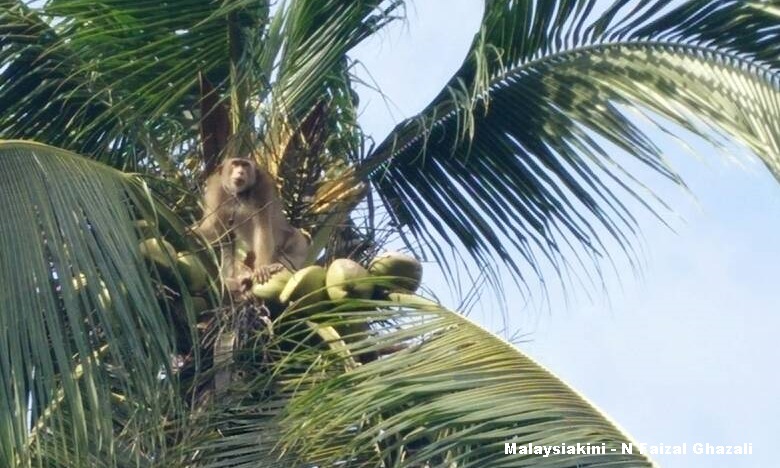 Malaysiakini Bomba Selamatkan Monyet Tersangkut Atas Pokok Kelapa