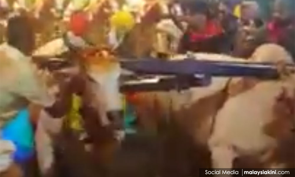Thaipusam animal 'abuse' irks; Harapan slams cyberattacks on #UndiRosak