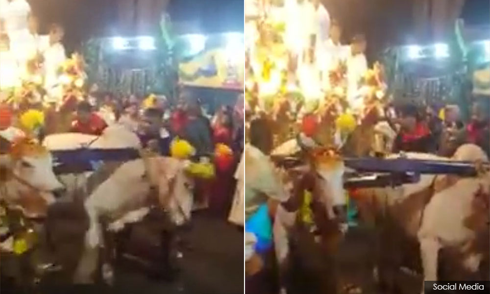 Temple denies bullying bulls, says 'we love them'