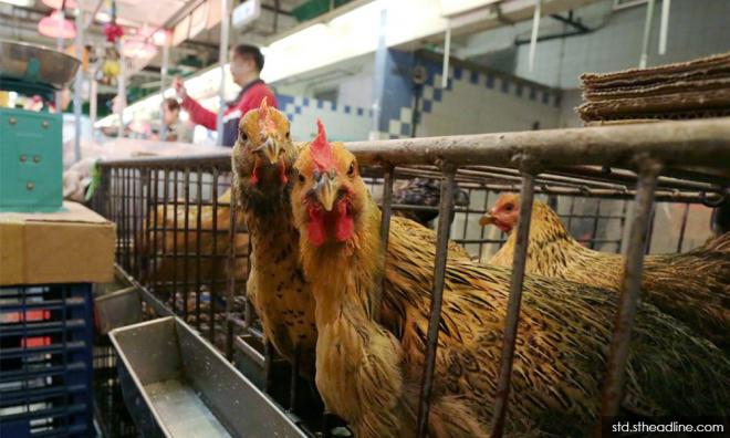 Tesco henti bekalan ayam dari kilang di Pedas