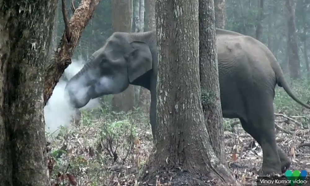 Gajah 'merokok' bingungkan pakar