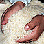 rice in hand paddy padi 260508