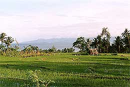 padi fields 230508 02