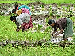 padi fields 230508 01