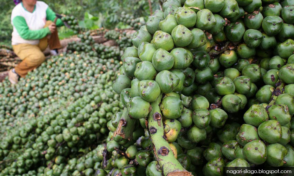 Penoreh cuti  demi buah kabung 