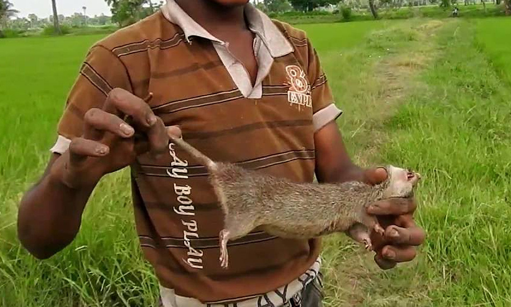 Report Rats ravaging paddy crops in Penang