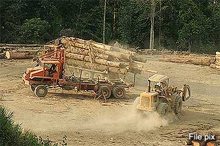 illegal logging 260608 02