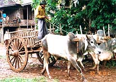 bullock cart