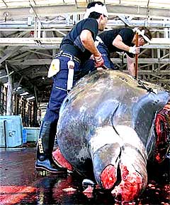 whale whaling industry 030708 01