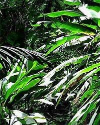 rain forest rainforest jungle 010708 03