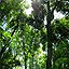 rain forest rainforest jungle 010708