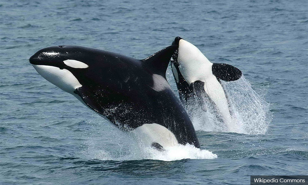 SeaWorld, ex-CEO settle charges they hid 'Blackfish' impact