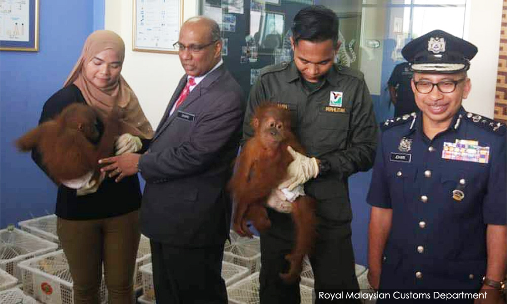 Marine customs foils bid to smuggle over 400 exotic animals