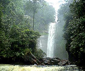 penan forest sarawak 100708 01