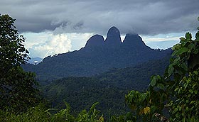penan forest sarawak 100708 03