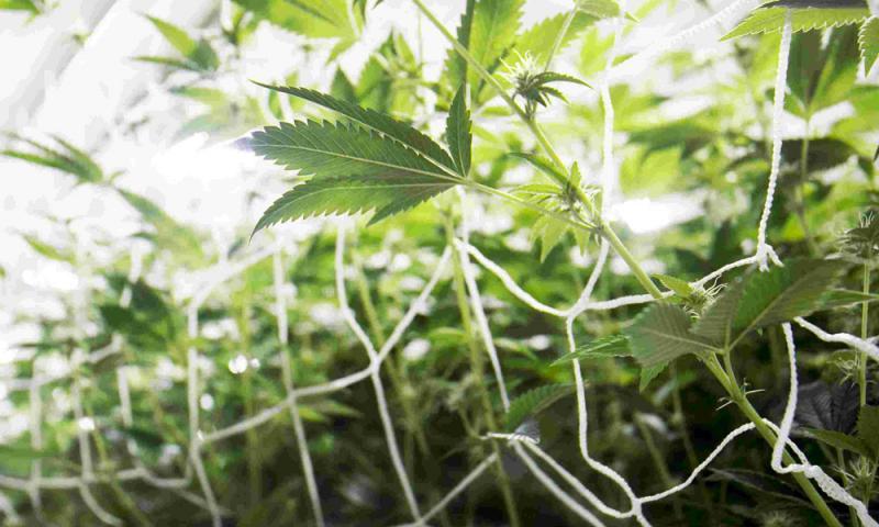 若允医用大麻，政府需拟使用政策和法律