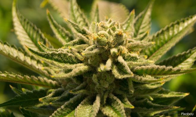 涉拥价值6万令吉大麻，一团青领袖被捕