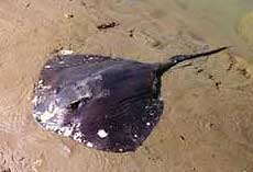 freshwater ray