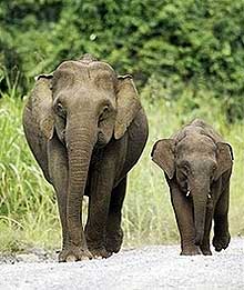 borneo elephants 150708