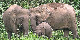 borneo elephants 150708 01
