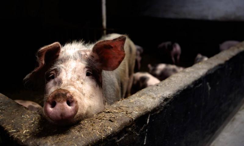 雪政府与中央达共识，丹绒士拔养猪场获准更新执照