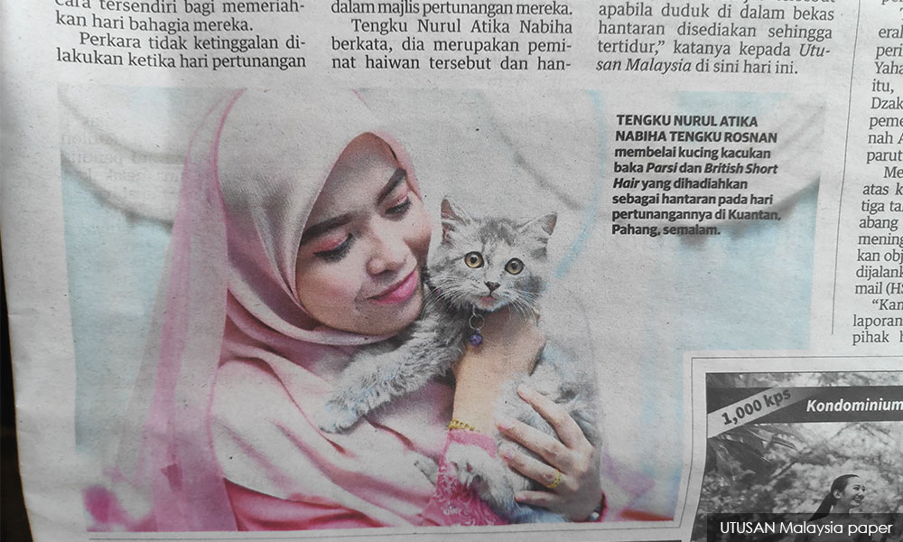 Kucing jadi hantaran majlis tunang