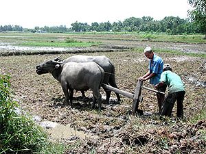 china chinese farmer farming 061008 02