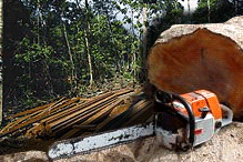 illegal deforestation logging penerokaan haram