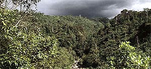 forest in papua new guinea 041108 01