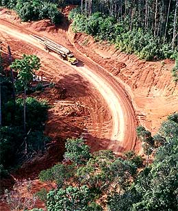 forest in papua new guinea 041108 02