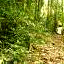 papua new guinea forest 041108
