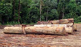 terengganu logging catchment area wildlife threat 121108 02