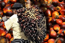palm oil plantation farmers 261108