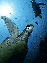 sabah tourism poster turtles