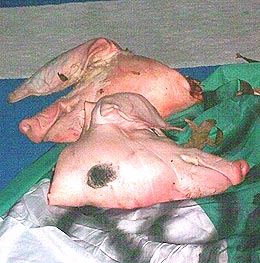 pig head carcass in universiti malaya um mosque surau 160109 02