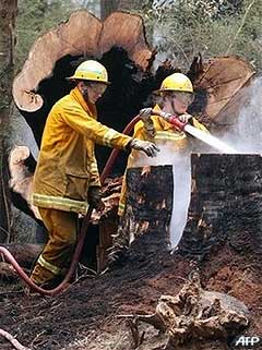 australia forest fire 110209 04