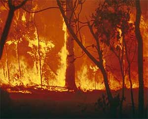 australia forest fire 110209 02