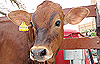 pkr youth shah alam anti macc cow protest 250209