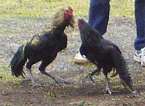 cock chicken fighting 260209
