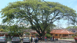 perak tree of democracy - the raintree