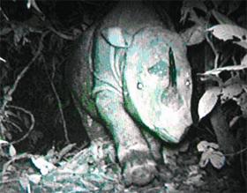 borneon rhino