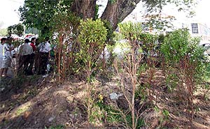 democracy tree mbi plant tree 180409