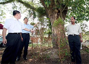 democracy tree mbi plant tree 180409
