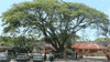 perak democracy tree