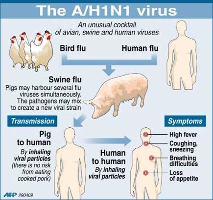 swine flu outbreak pandemic level 300409 02