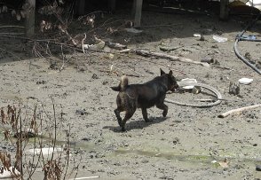 stray dog in pulau ketam 01052009